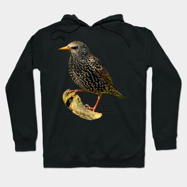 Starling in the sun Hoodie by dalyndigaital2@gmail.com